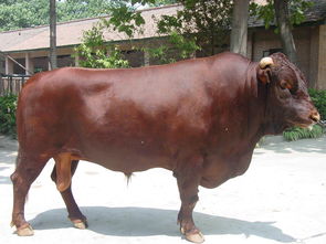 乌兰浩特 肉牛价格畜牧局 扶贫 办定点调拨基地